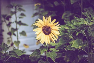 Close-up of yellow flower