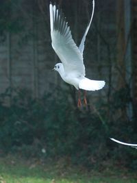 Seagull flying