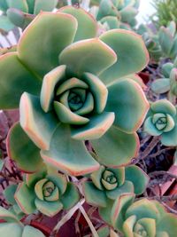 Close-up of succulent plant