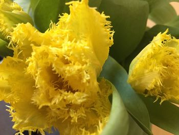 Close-up of yellow marigold blooming outdoors