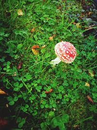 High angle view of fly agaric mushroom