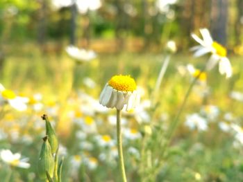 Close-up of white flowering plant on field