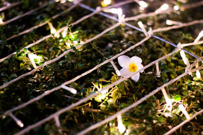 Close-up of white flowers blooming outdoors