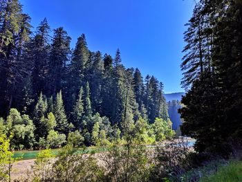 Pine trees in forest against clear blue sky