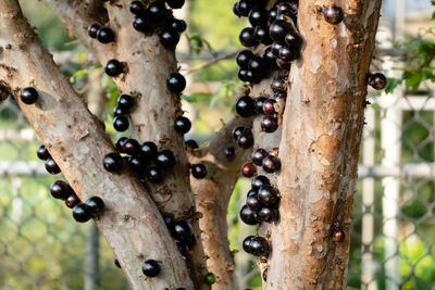 Close-up of berries growing on tree trunk