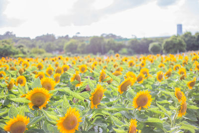 Close-up of yellow flowering plants on field