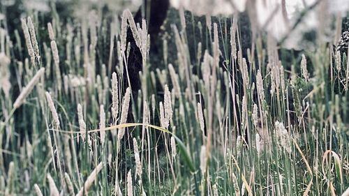 Close-up of tall grass on field