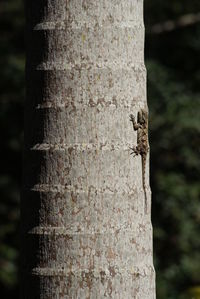Close-up of tree trunk in forest