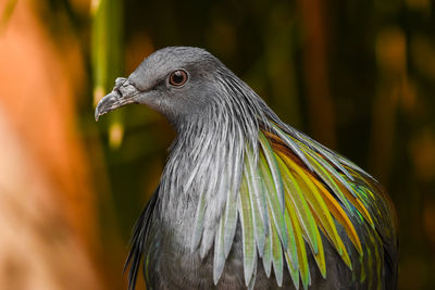 Close-up of a bird