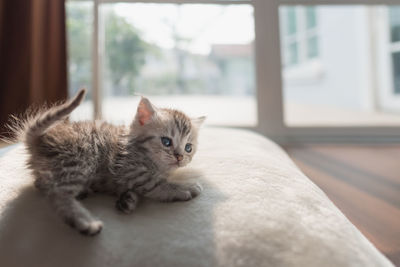 Portrait of cat lying on floor