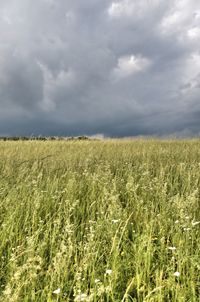 Scenic view of agricultural field against sky