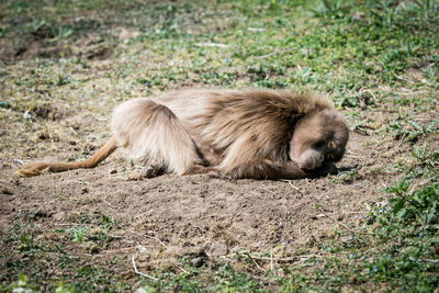 Baboon lying down on field