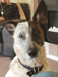 Close-up portrait of dog