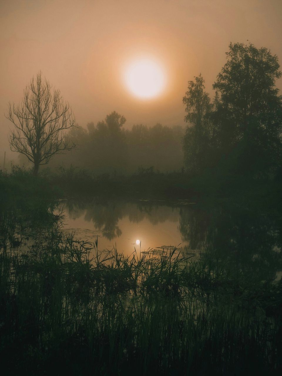 sunset, sun, tranquil scene, tranquility, scenics, beauty in nature, water, nature, reflection, silhouette, sky, lake, growth, plant, grass, idyllic, tree, orange color, sunlight, outdoors