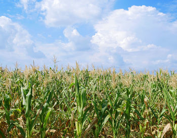 Crops growing on field against sky