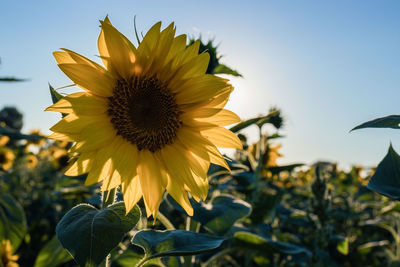 Close-up of sunflower against sky