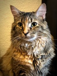 Close-up portrait of a cat