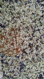 Full frame shot of dry leaves