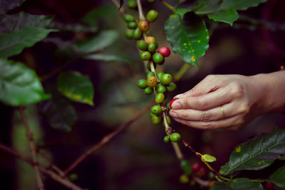 Coffee plant ready to be harvested. fresh red ripe arabica coffee cherries from the coffee plant