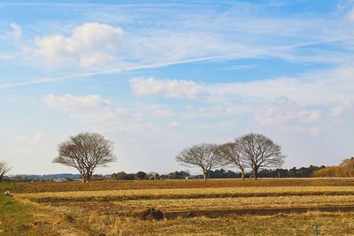 Trees against sky