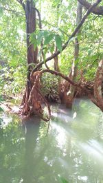 Tree trunk by lake in forest