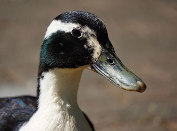 Close-up of a bird looking away