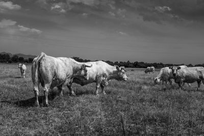 Cows grazing in the field