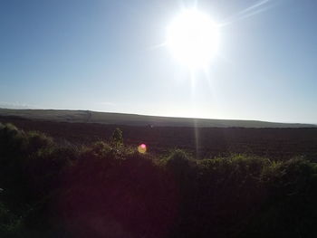 Sun shining through trees on grassy field