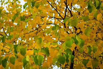 Low angle view of maple leaves on tree