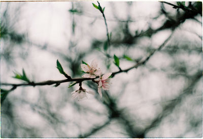 Close-up of flower tree against sky