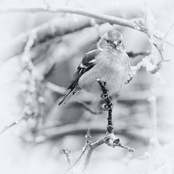 Close-up of bird perching on branch