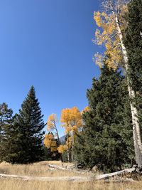 Trees on landscape against clear blue sky