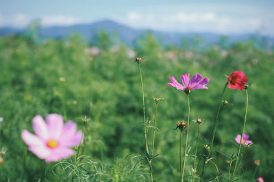 Close-up of pink cosmos flowers blooming on field