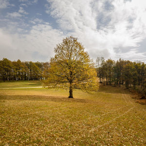 Trees on field against sky