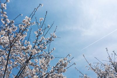 Low angle view of tree against sky