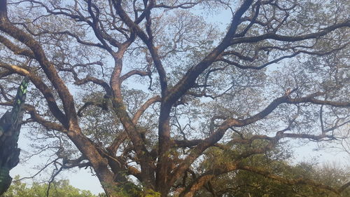 Low angle view of tree against sky