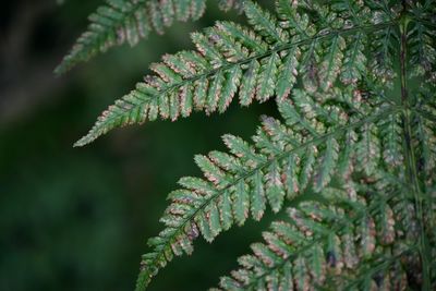 Close-up of fresh green leaves on tree