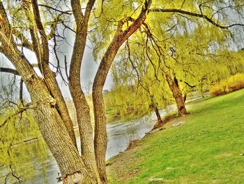 Trees in a river