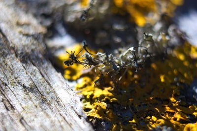 Close-up of ants on wood