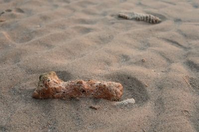 High angle view of crab on sand