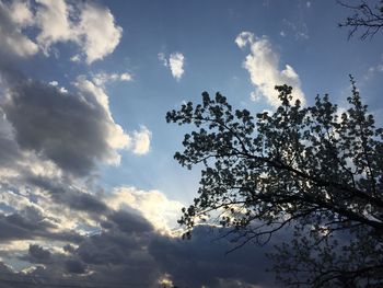 Low angle view of trees against cloudy sky