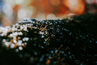 Close-up of insect on ground