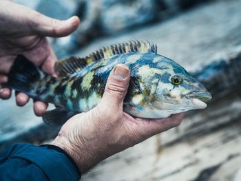 Midsection of person holding fish in sea