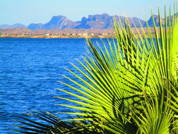 Palm tree by sea against sky