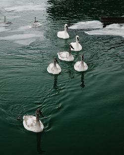 High angle view of swans swimming in lake during winter