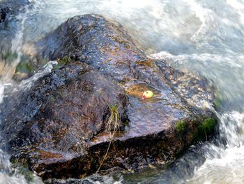 Close-up of turtle in sea