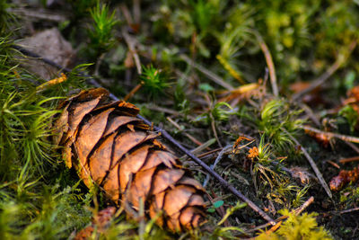 Close-up of dry leaves on field