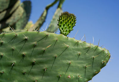 Low angle view of cactus plant against sky