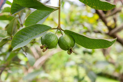 Close-up of fruit growing on tree