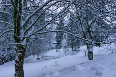 Snow covered trees in forest during winter